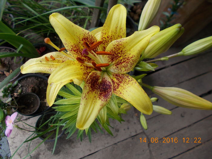 DSCN3059 - CRINI DE GRADINA 2016-2019