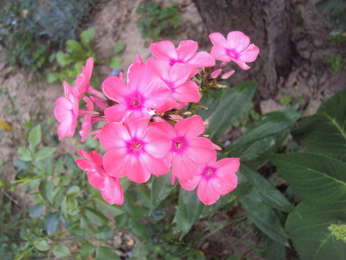 E rosu, in realitate - Phlox si alte perene