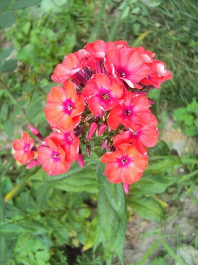 Orange Perfection - Phlox si alte perene