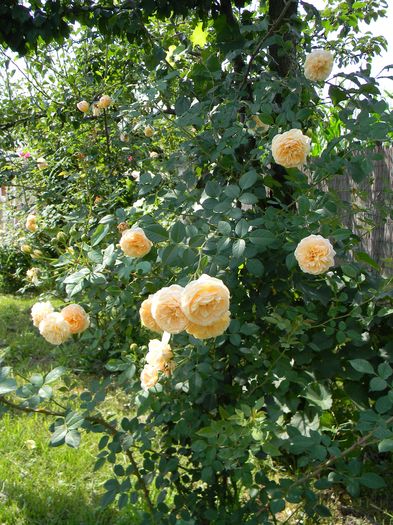 teasing Georgia - Trandafiri urcatori 2016