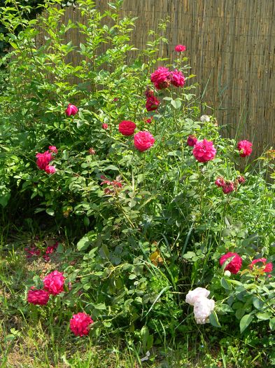 Tess of the d'Ubervilles - Trandafiri urcatori 2016