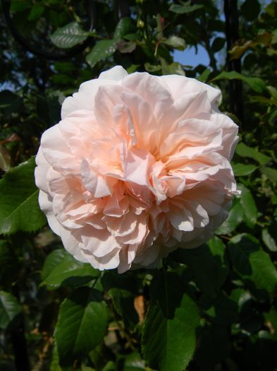 Rose de Tolbiac - Trandafiri urcatori 2016