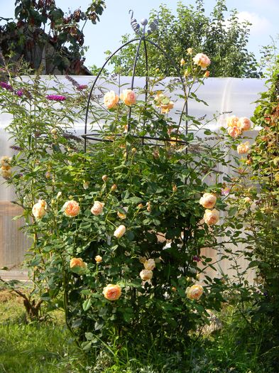 C P M - Trandafiri urcatori 2016