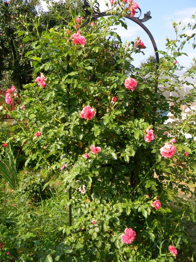 R U - pliiiin de boboci din nou - Trandafiri urcatori 2016