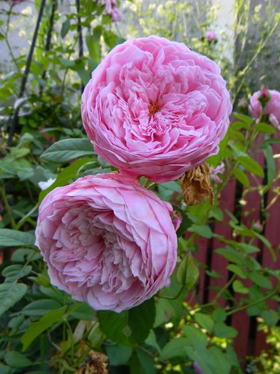 Spirit of Fereedom - Trandafiri urcatori 2016