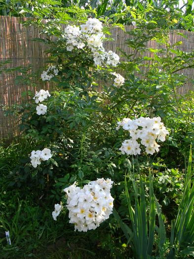 Sally Holmes - Trandafiri urcatori 2016