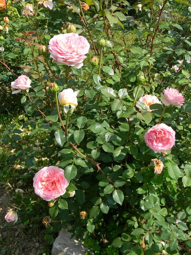 Abraham Darby - Trandafiri 2016