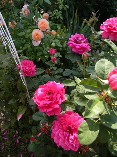 Soffy's rose si Grace - Trandafiri 2016