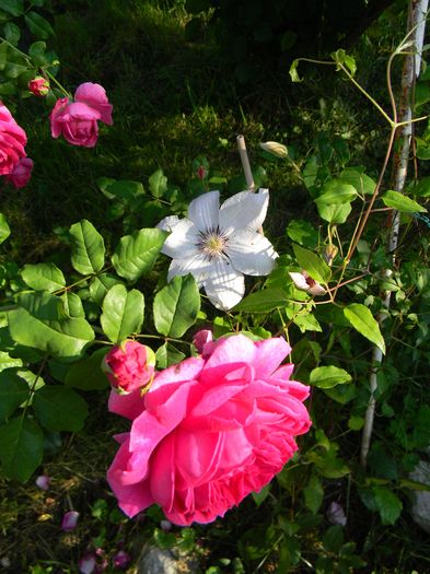Young Lycidas si clematita "albastra" de la sweetgarden - Trandafiri 2016