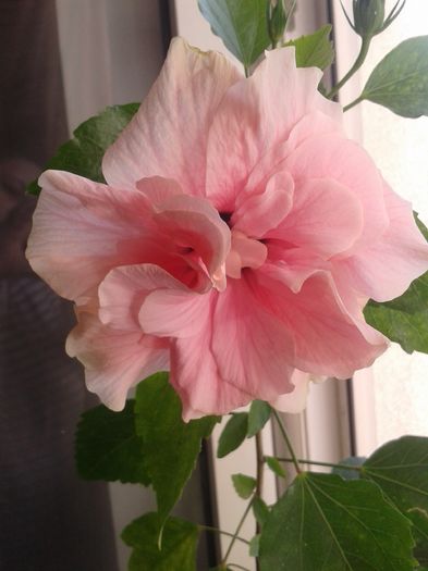 20160728_082957 - Hibiscus