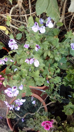 20160728_065245 - Muscate si alte plante