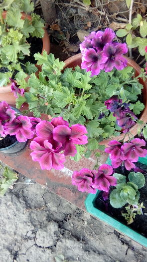 20160728_065251 - Muscate si alte plante