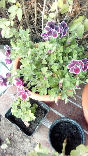 20160728_065257 - Muscate si alte plante