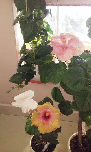 20160728_093811 - Hibiscusi