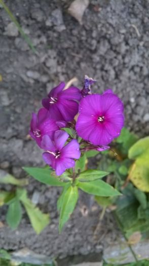 Multumesc, Mihaela! - Phlox si alte perene