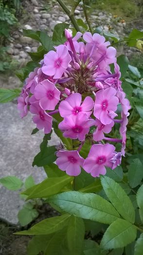 Eva Callum- Multumesc, Florina! - Phlox si alte perene
