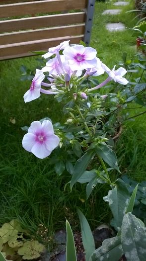 WP_20160728_050 - Phlox si alte perene