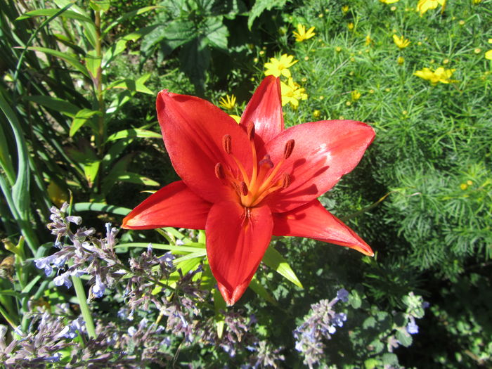 IMG_0104 - Flori de gradina-2016-Vara