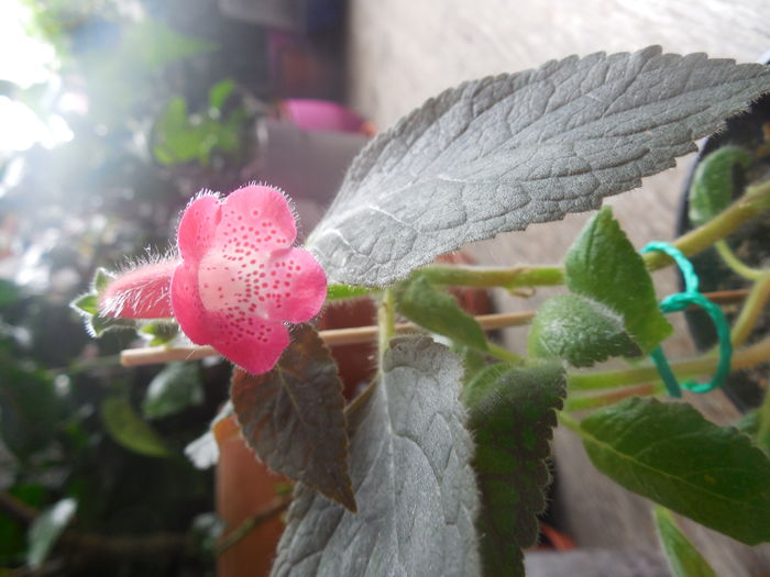 DSCN1137