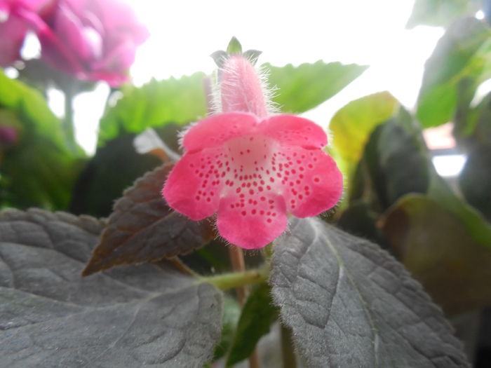 DSCN1143