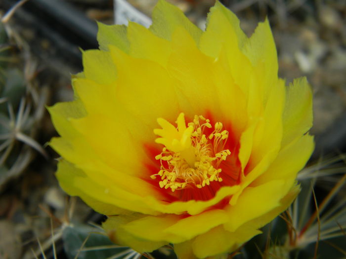 DSCN7958 - 05-Flori-Boboci-Fructe de cactus