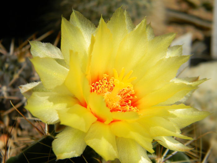 DSCN7989 - 05-Flori-Boboci-Fructe de cactus
