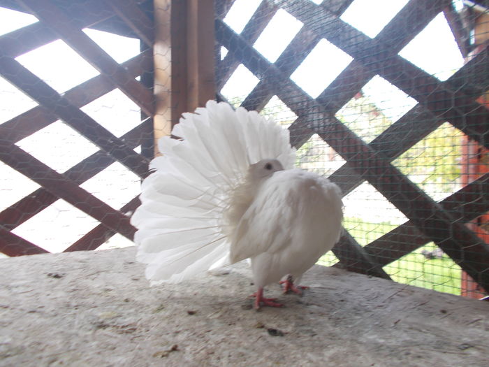 DSCN1102 - Voltati 2016