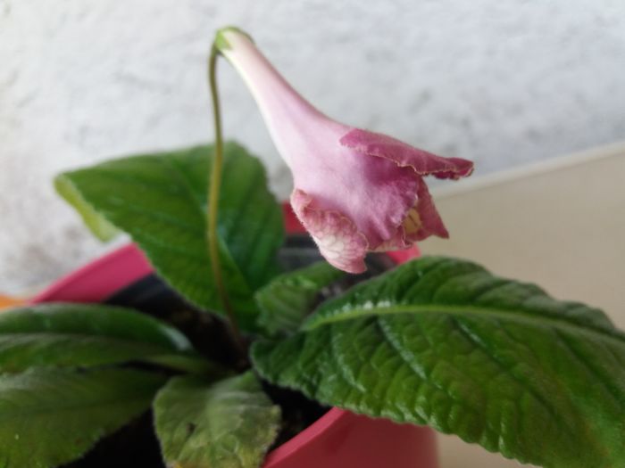 surpriza printre violete - violete