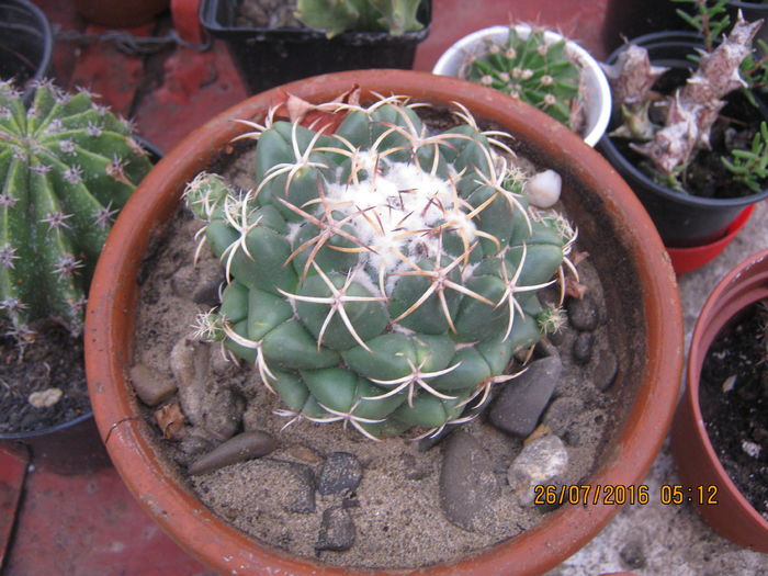 IMG_0093 - Suculente si cactusi