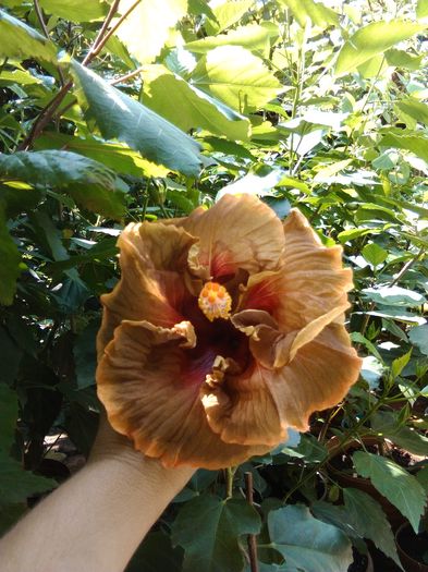 floare foarte mare - Hibiscus Voodoo Magic