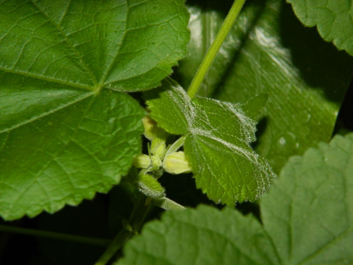 DSCN2821 - 2016 EXPERIMENT ABUTILON