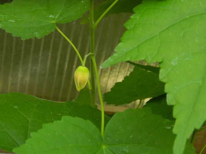 DSCN3261 - 2016 EXPERIMENT ABUTILON