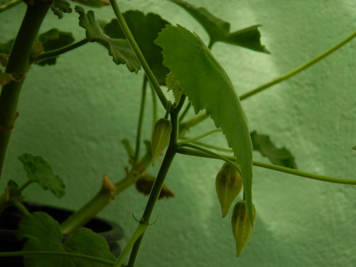 DSCN3263 - 2016 EXPERIMENT ABUTILON