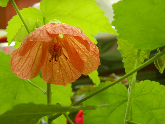 DSCN3447 - 2016 EXPERIMENT ABUTILON