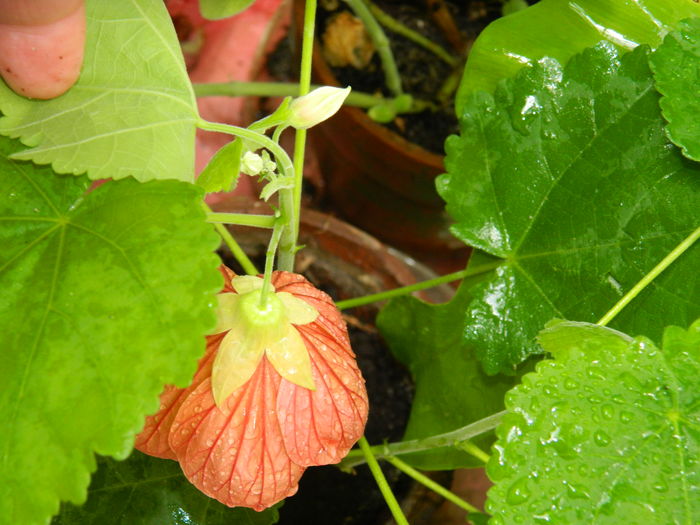 DSCN3449 - 2016 EXPERIMENT ABUTILON