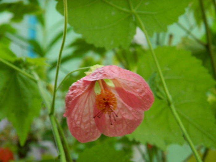 DSCN3664 - 2016 EXPERIMENT ABUTILON