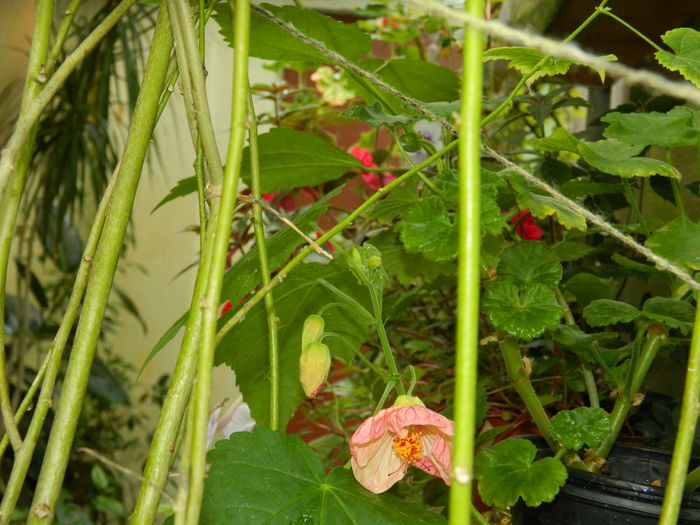 DSCN3670 - 2016 EXPERIMENT ABUTILON