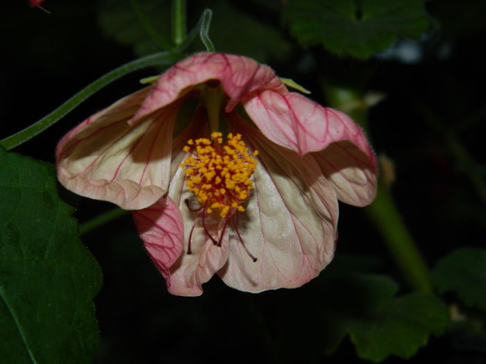 DSCN3779 - 2016 EXPERIMENT ABUTILON