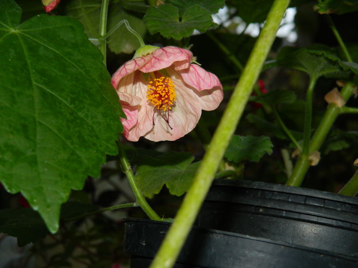 DSCN3780 - 2016 EXPERIMENT ABUTILON