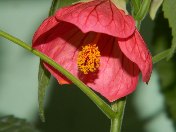 DSCN3783 - 2016 EXPERIMENT ABUTILON