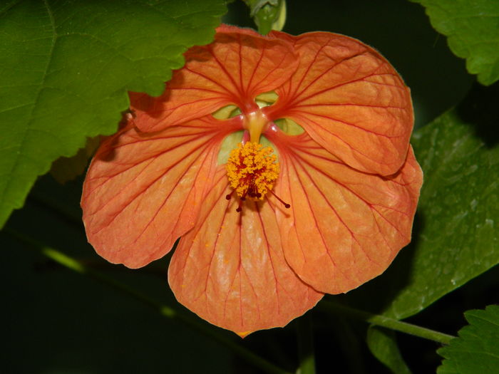 DSCN3784 - 2016 EXPERIMENT ABUTILON