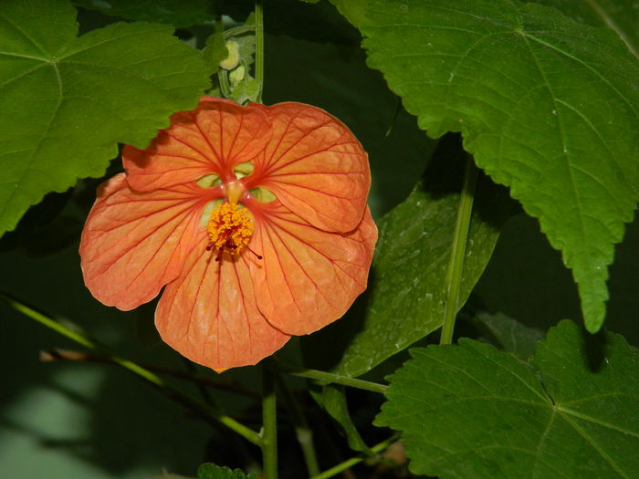 DSCN3785 - 2016 EXPERIMENT ABUTILON