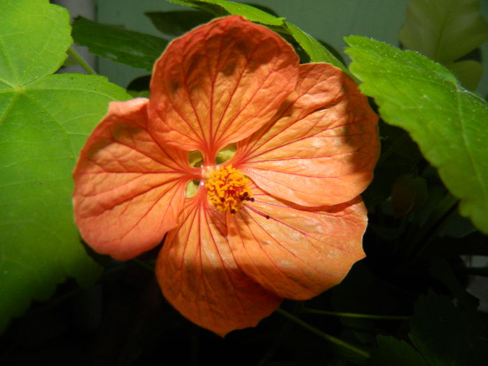DSCN3787 - 2016 EXPERIMENT ABUTILON
