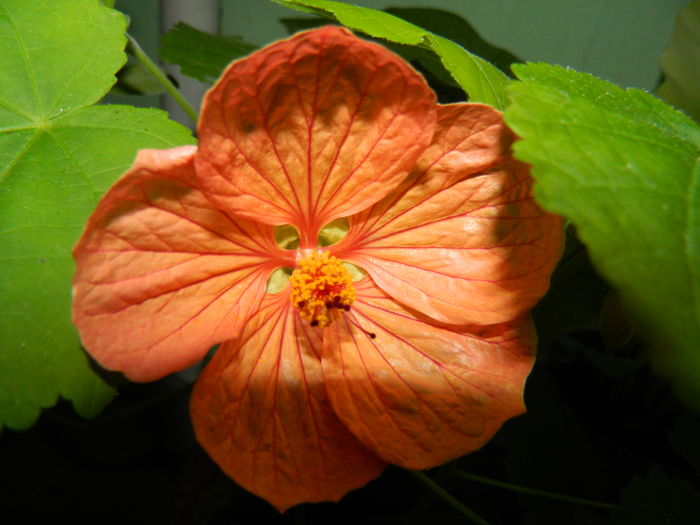 DSCN3788 - 2016 EXPERIMENT ABUTILON