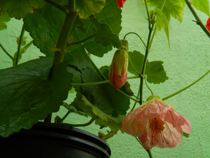 DSCN3808 - 2016 EXPERIMENT ABUTILON