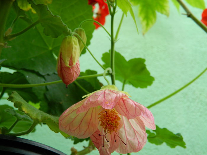 DSCN3809 - 2016 EXPERIMENT ABUTILON