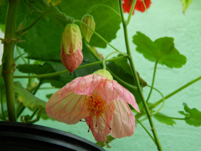 DSCN3810 - 2016 EXPERIMENT ABUTILON