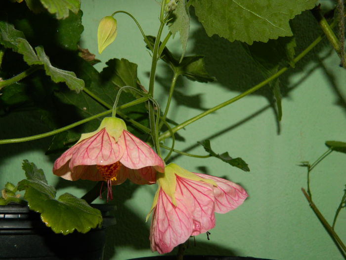 DSCN3820 - 2016 EXPERIMENT ABUTILON