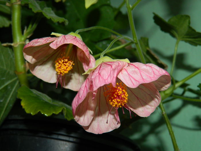 DSCN3821 - 2016 EXPERIMENT ABUTILON