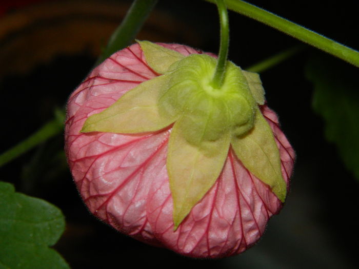 DSCN4284 - 2016 EXPERIMENT ABUTILON